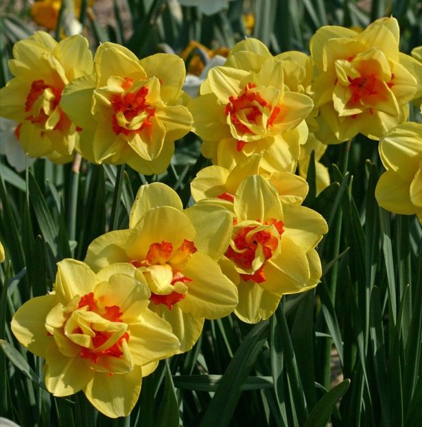 Narcise Tahiti 2 lei bulbul - 2023 IRISI ÎNALȚI preț 6 lei-12 lei și ALTE FLORI PERENE DISPONIBILE