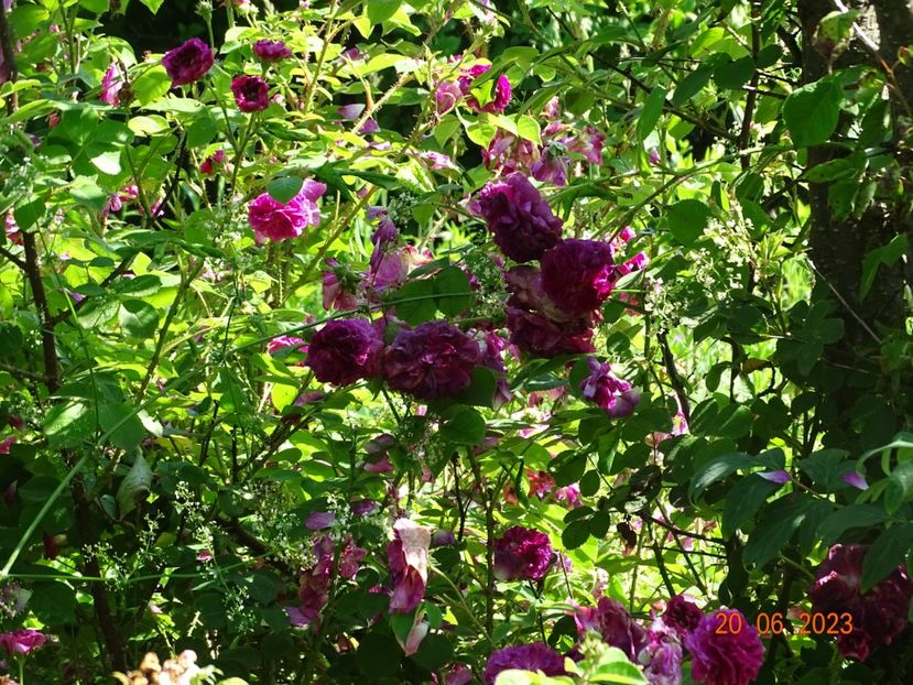  - Trandafiri 2023 2