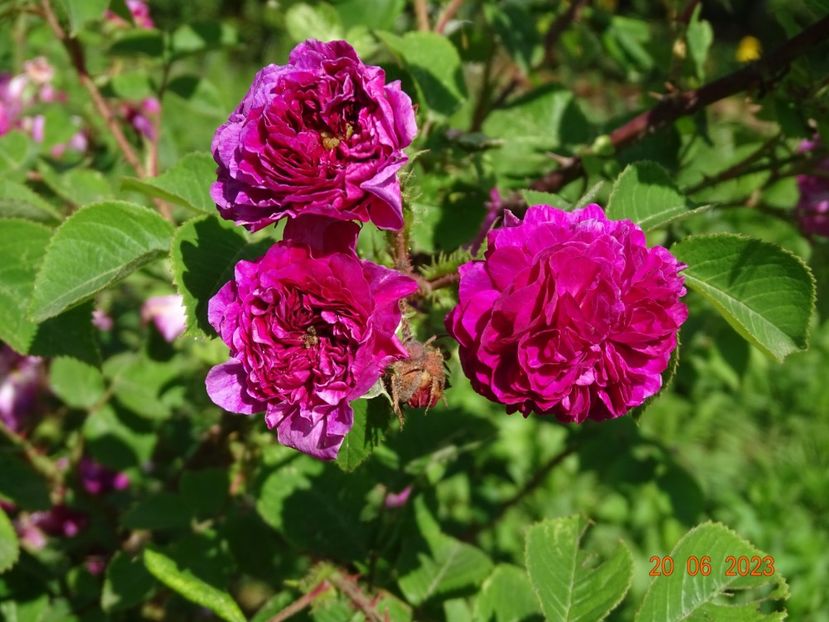  - Trandafiri 2023 2