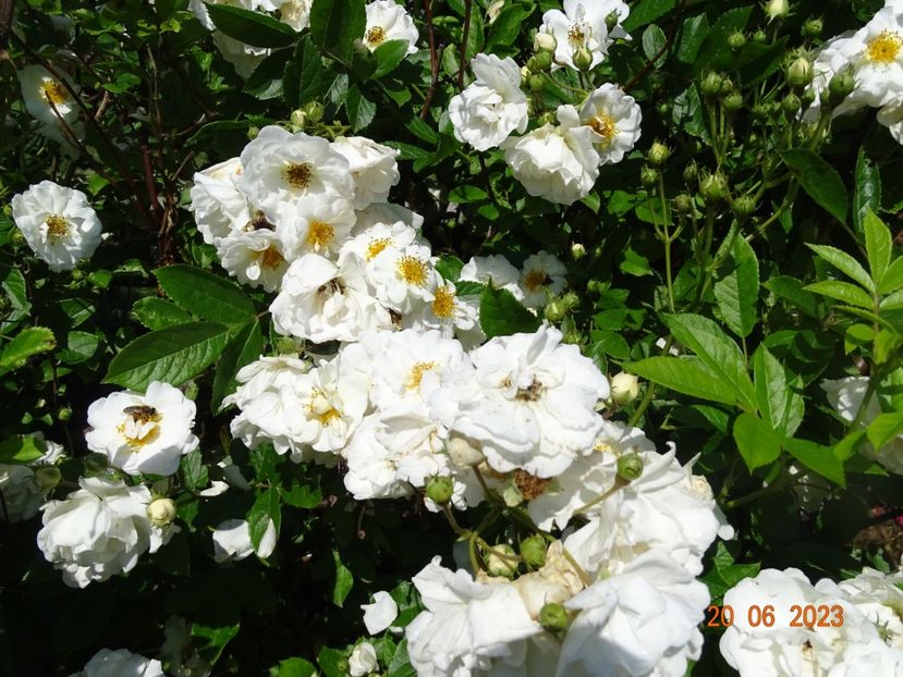  - Trandafiri 2023 2