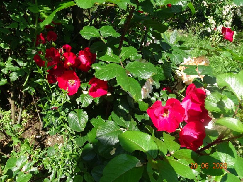  - Trandafiri 2023 2