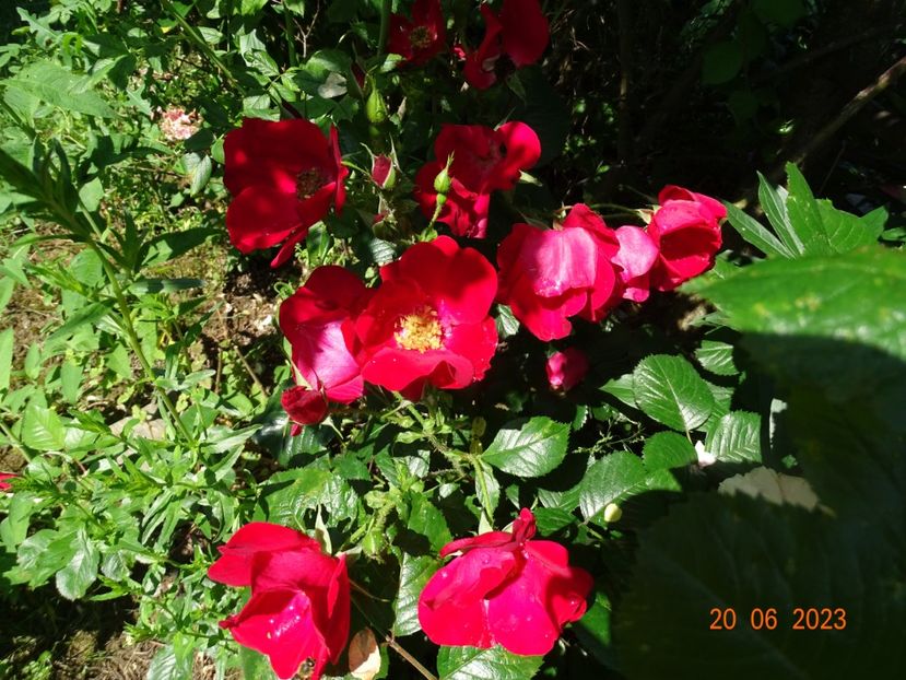  - Trandafiri 2023 2