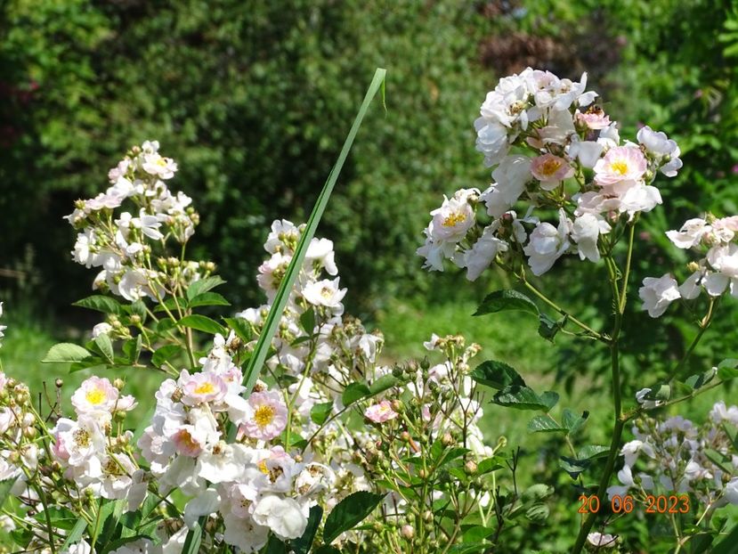  - Trandafiri 2023 2
