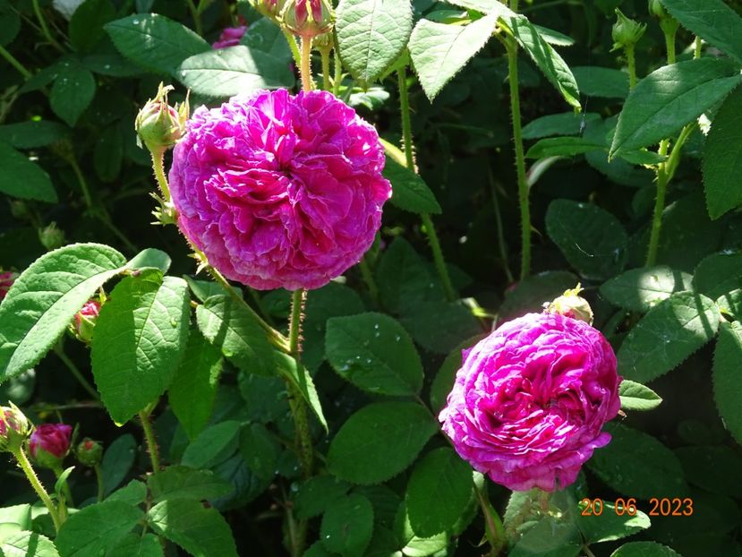  - Trandafiri 2023 2