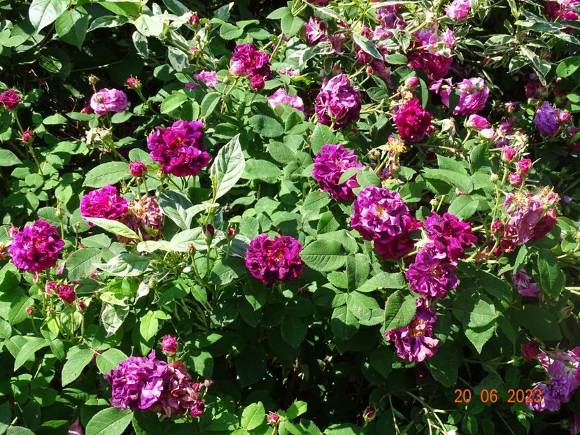  - Trandafiri 2023 2