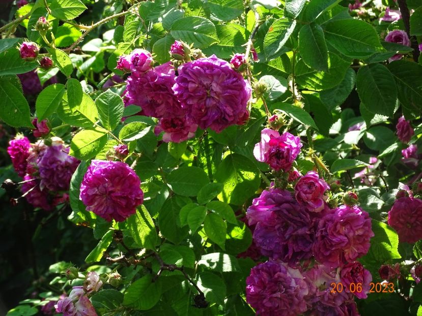  - Trandafiri 2023 2