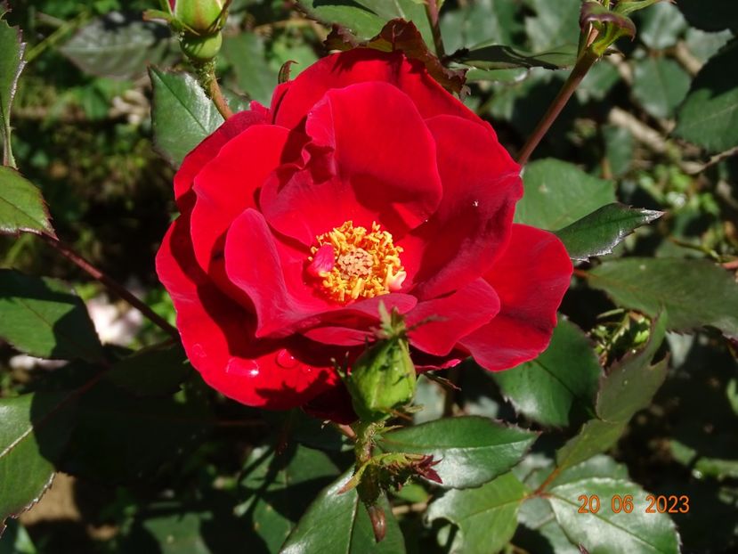  - Trandafiri 2023 2