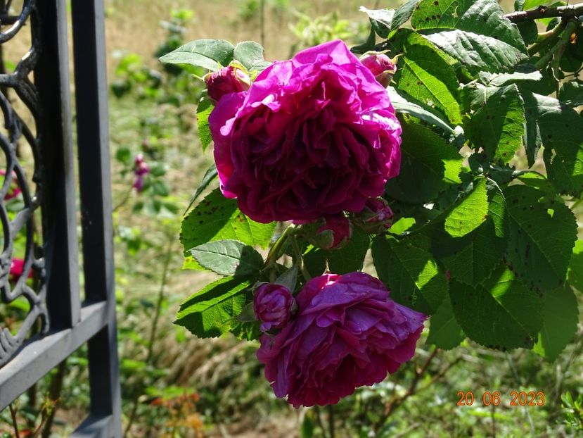  - Trandafiri 2023 2
