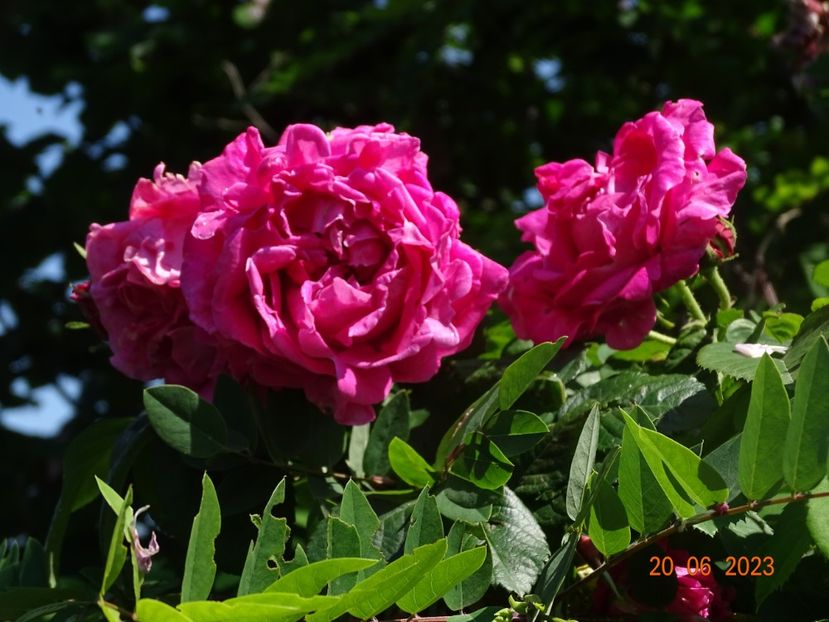  - Trandafiri 2023 2