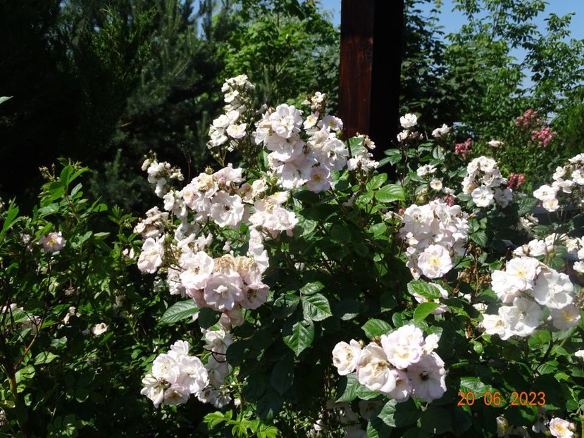  - Trandafiri 2023 2