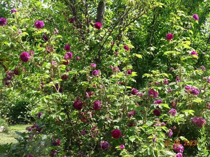  - Trandafiri 2023 2
