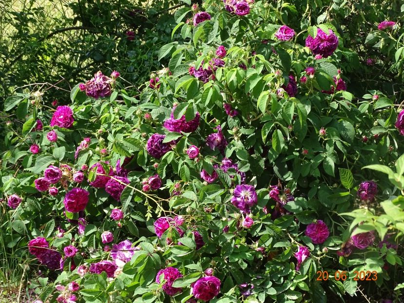  - Trandafiri 2023 2
