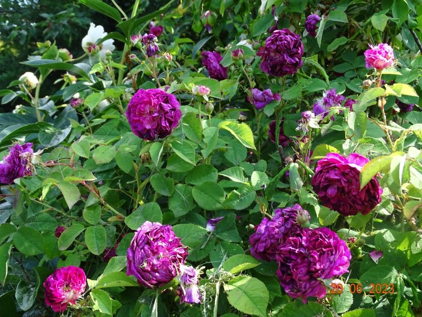  - Trandafiri 2023 2