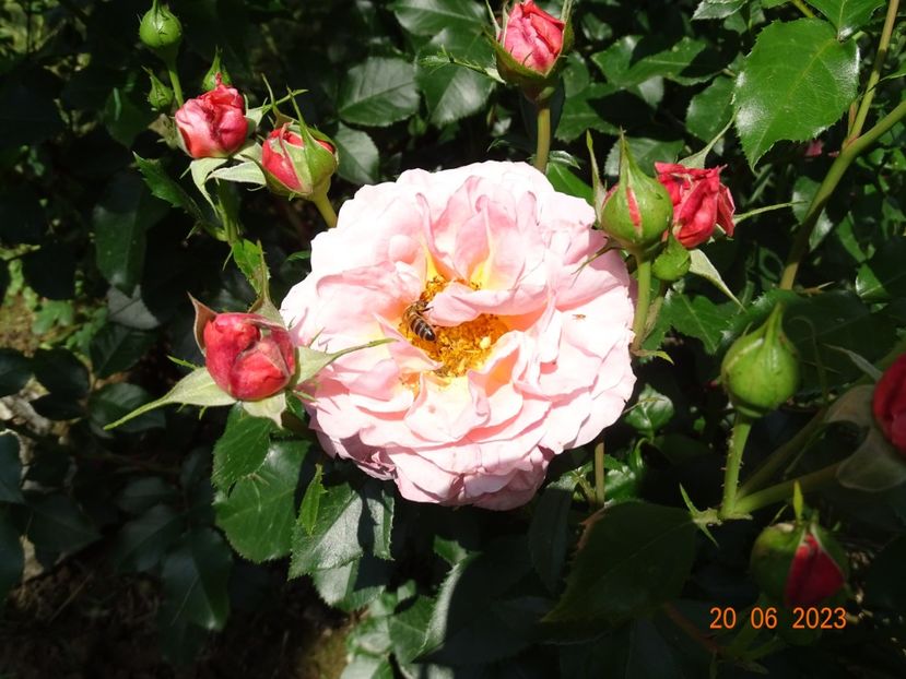  - Trandafiri 2023 2