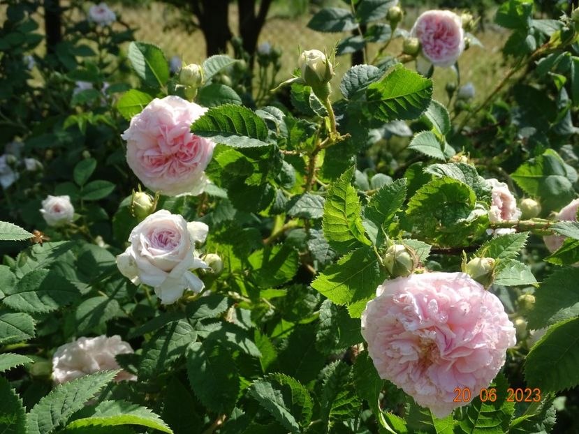  - Trandafiri 2023 2