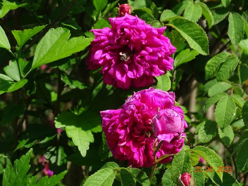  - Trandafiri 2023 2