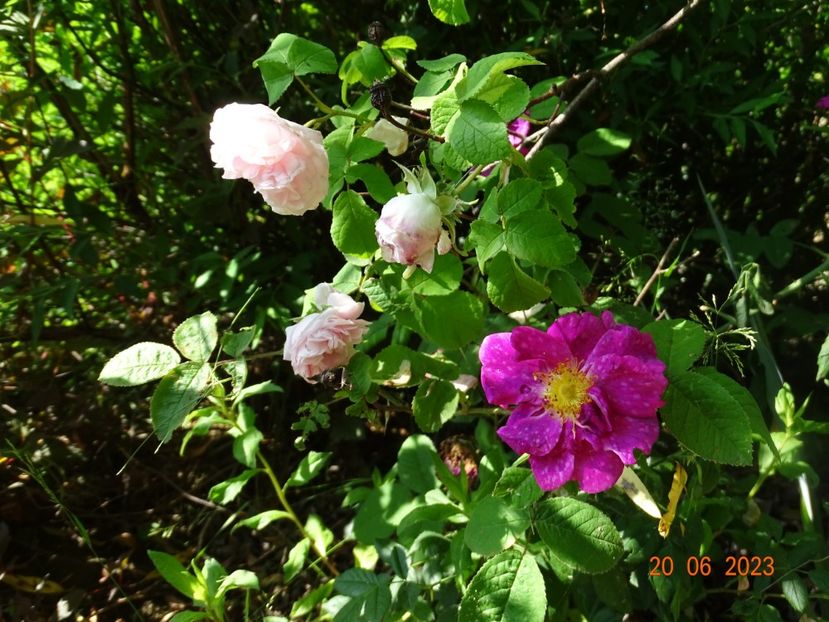  - Trandafiri 2023 2