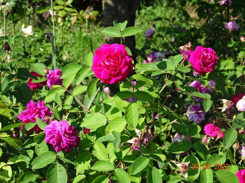  - Trandafiri 2023 2