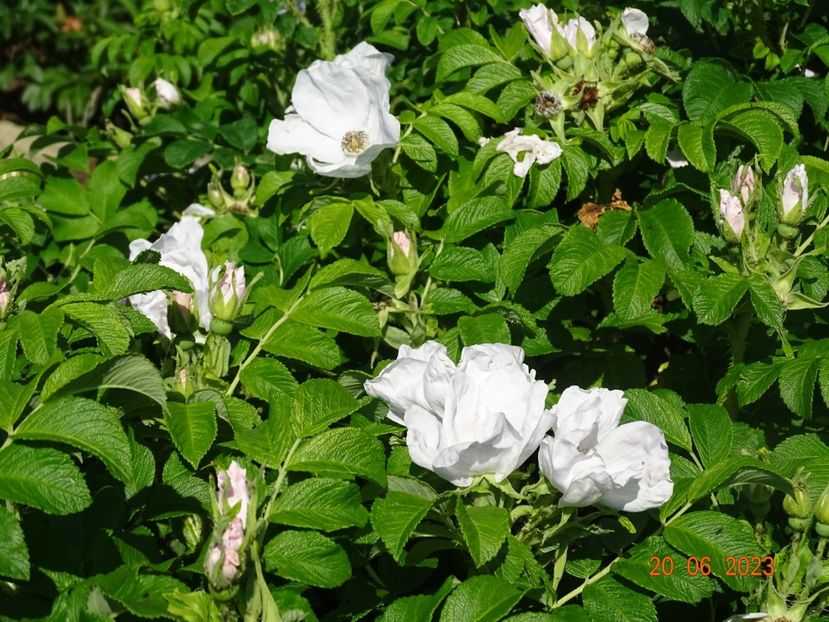  - Trandafiri 2023 2