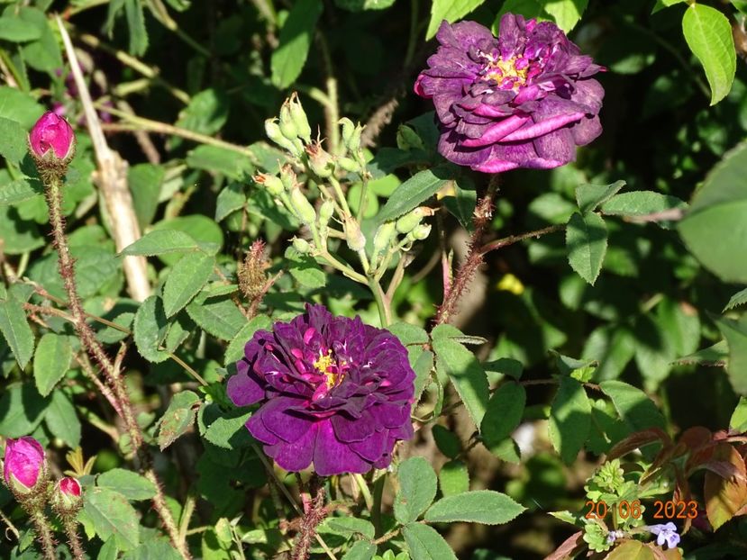 - Trandafiri 2023 2