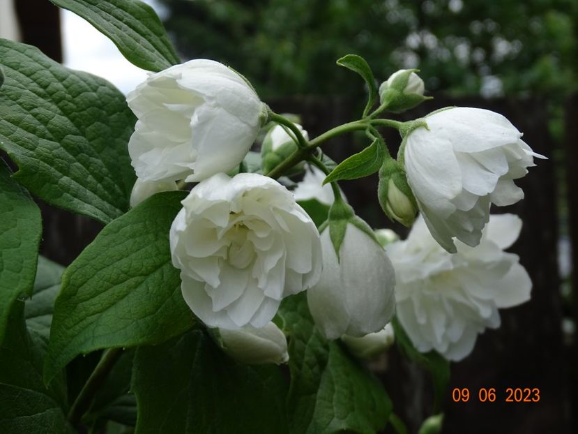  - Copacei si arbusti 2023