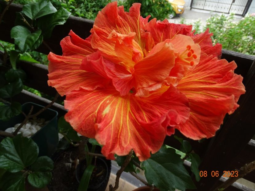  - Hibiscusi