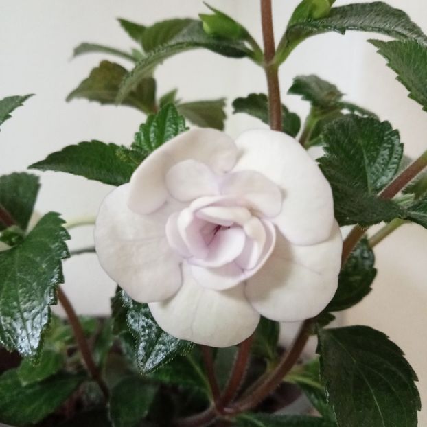 2023 - Double Picotee Rose