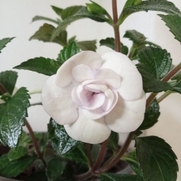Double Picotee Rose - - 2023