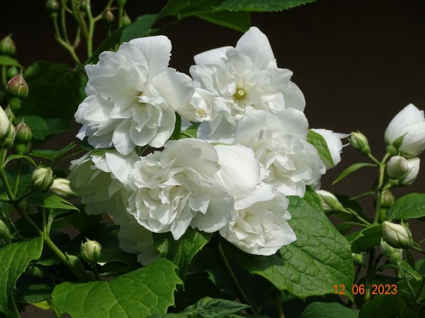  - Copacei si arbusti 2023