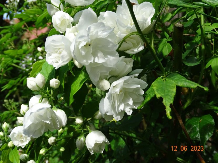  - Copacei si arbusti 2023