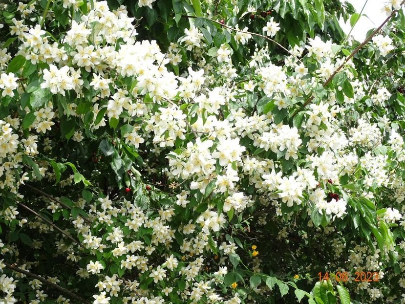  - Copacei si arbusti 2023