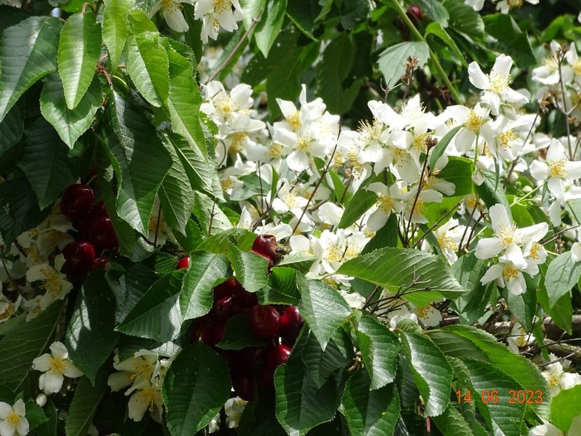  - Copacei si arbusti 2023