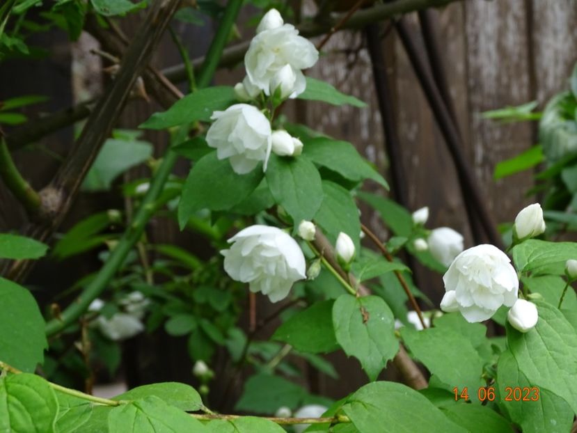  - Copacei si arbusti 2023