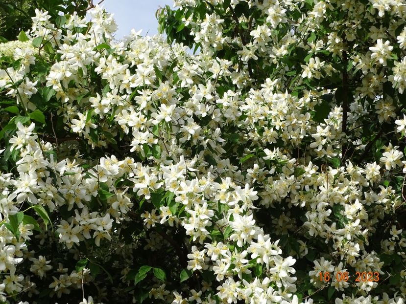  - Copacei si arbusti 2023