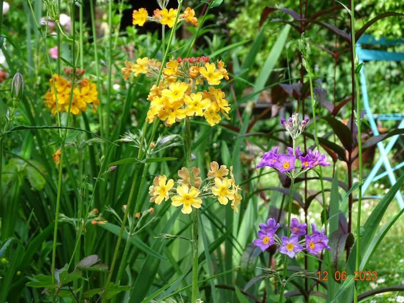  - Primule 2023