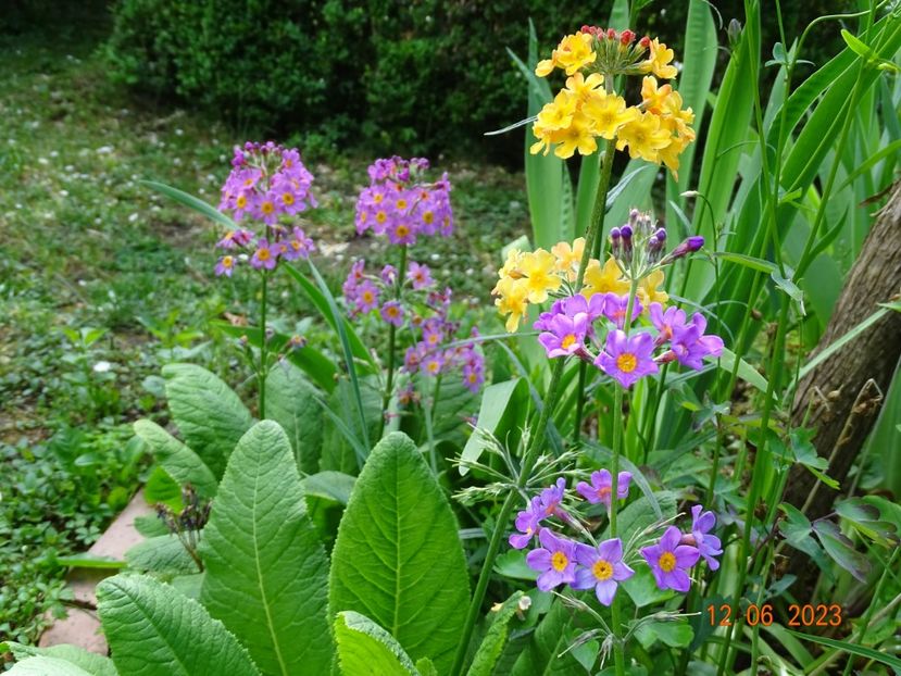 - Primule 2023