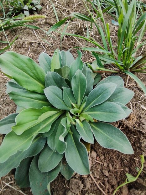  - Limonium Tatar 2023