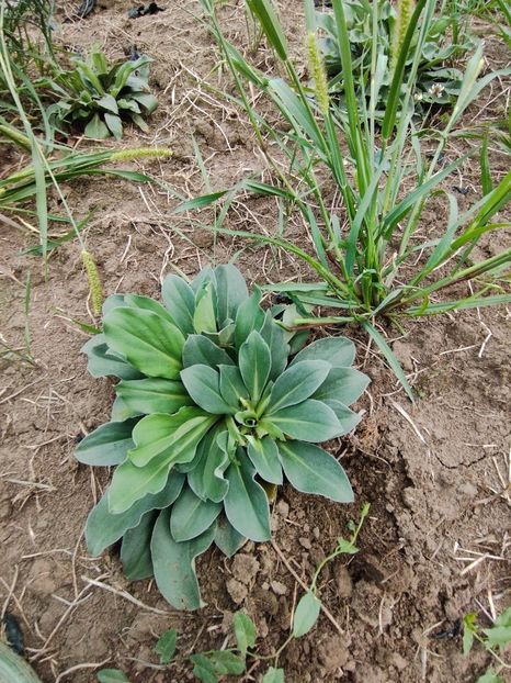  - Limonium Tatar 2023