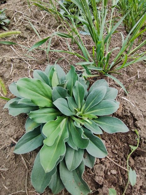  - Limonium Tatar 2023