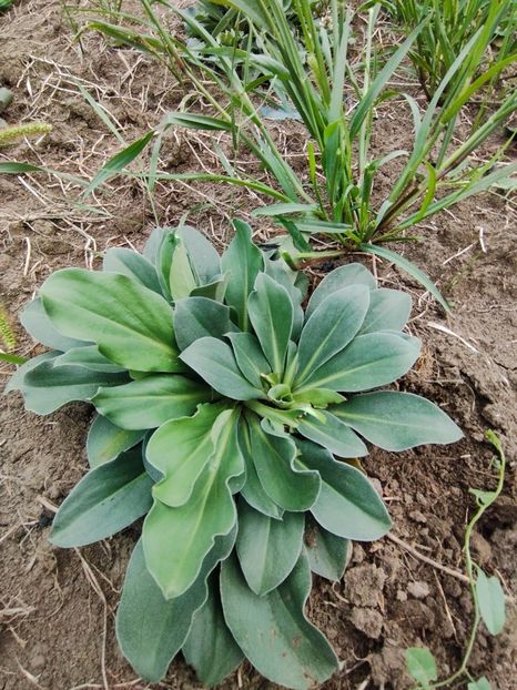  - Limonium Tatar 2023