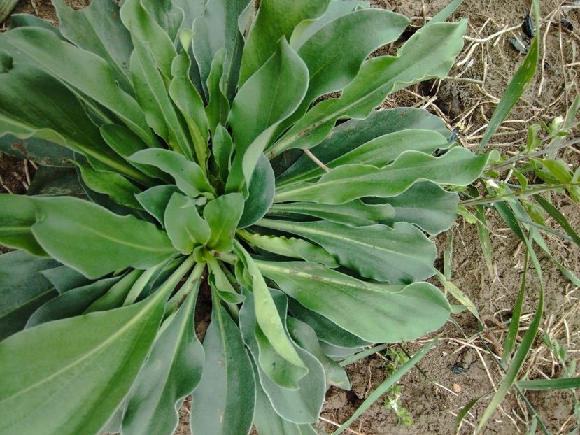  - Limonium Tatar 2023