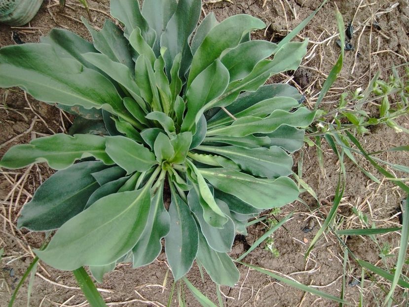  - Limonium Tatar 2023