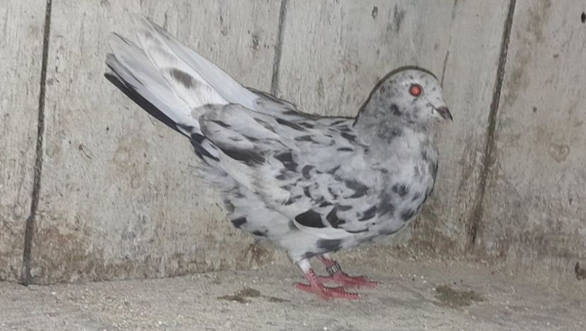  - porumbei culori deosebite