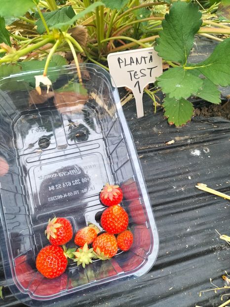 IMG20230609071936 - Căpșuni