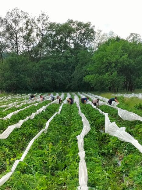 IMG20230607161144 - Căpșuni