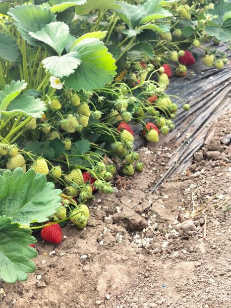 IMG20230604100319 - Căpșuni