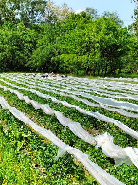 IMG20230526111138 - Căpșuni