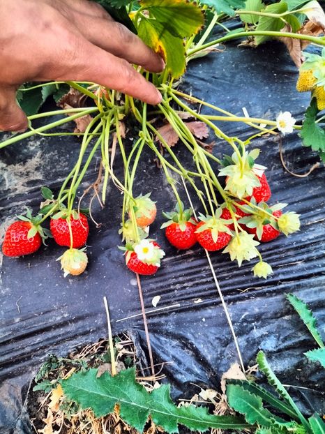 IMG20230522204153 - Căpșuni