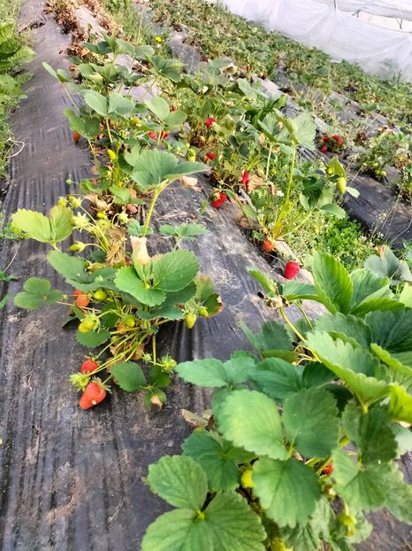 IMG20230512085730 - Căpșuni