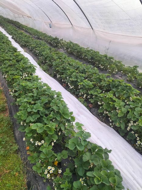 IMG20230425172726 - Căpșuni